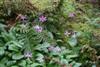 erythronium revolutum